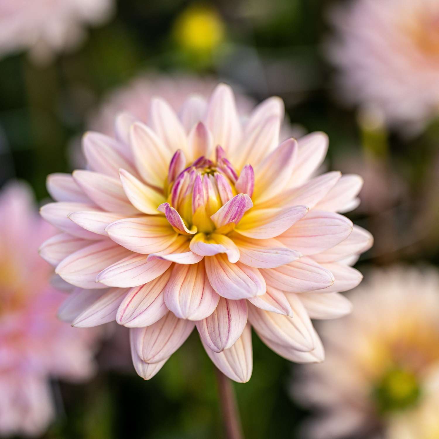 Dahlie 'Pink Magic'